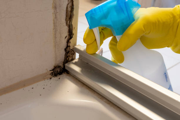 Best Attic Mold Removal  in Wilder, KY