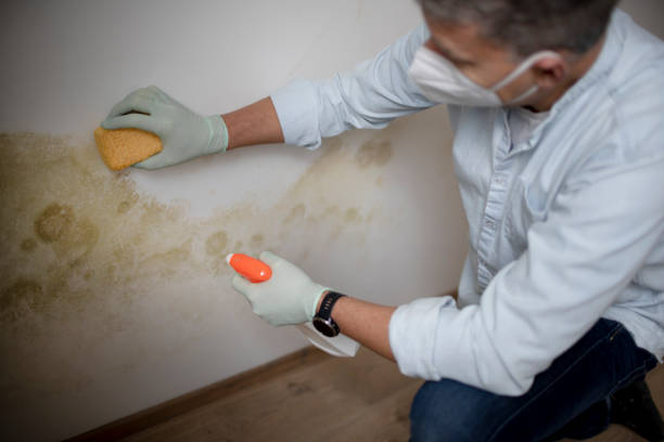 Crawl Space Mold Removal in Wilder, KY