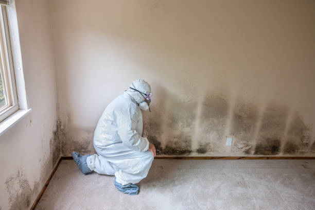 Certified Mold Removal in Wilder, KY