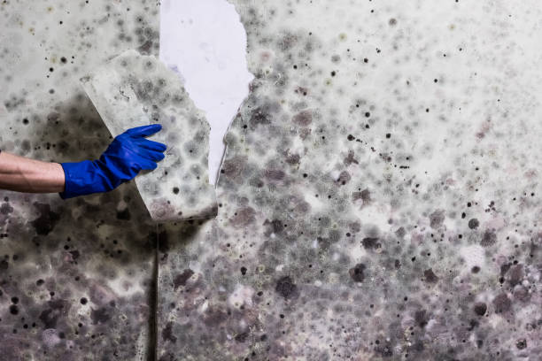 Best Certified Mold Removal  in Wilder, KY