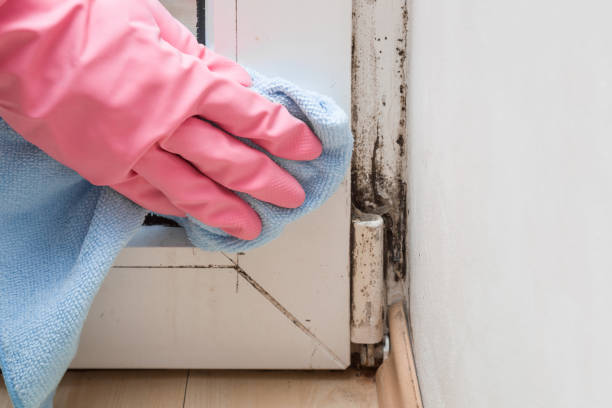 Mold Removal and Inspection in Wilder, KY